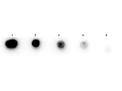 Dot Blot: Trypsin Inhibitor Antibody [Biotin] [NBP1-77738] - Dot Blot results of Rabbit Trypsin Inhibitor antibody [Biotin].Dots are Trypsin Inhibitor at (1) 100ng, (2) 33.3ng, (3) 11.1ng, (4) 3.70ng, (5) 1.23ng. Blocking: 30 min at RT.Primary Antibody: Rabbit Anti-Trypsin Inhibitor Antibody Biotin at 1ug/mL for 1hr at RT.Secondary Antibody: Streptavidin-HRP at 1:40,000 for 30min at RT.